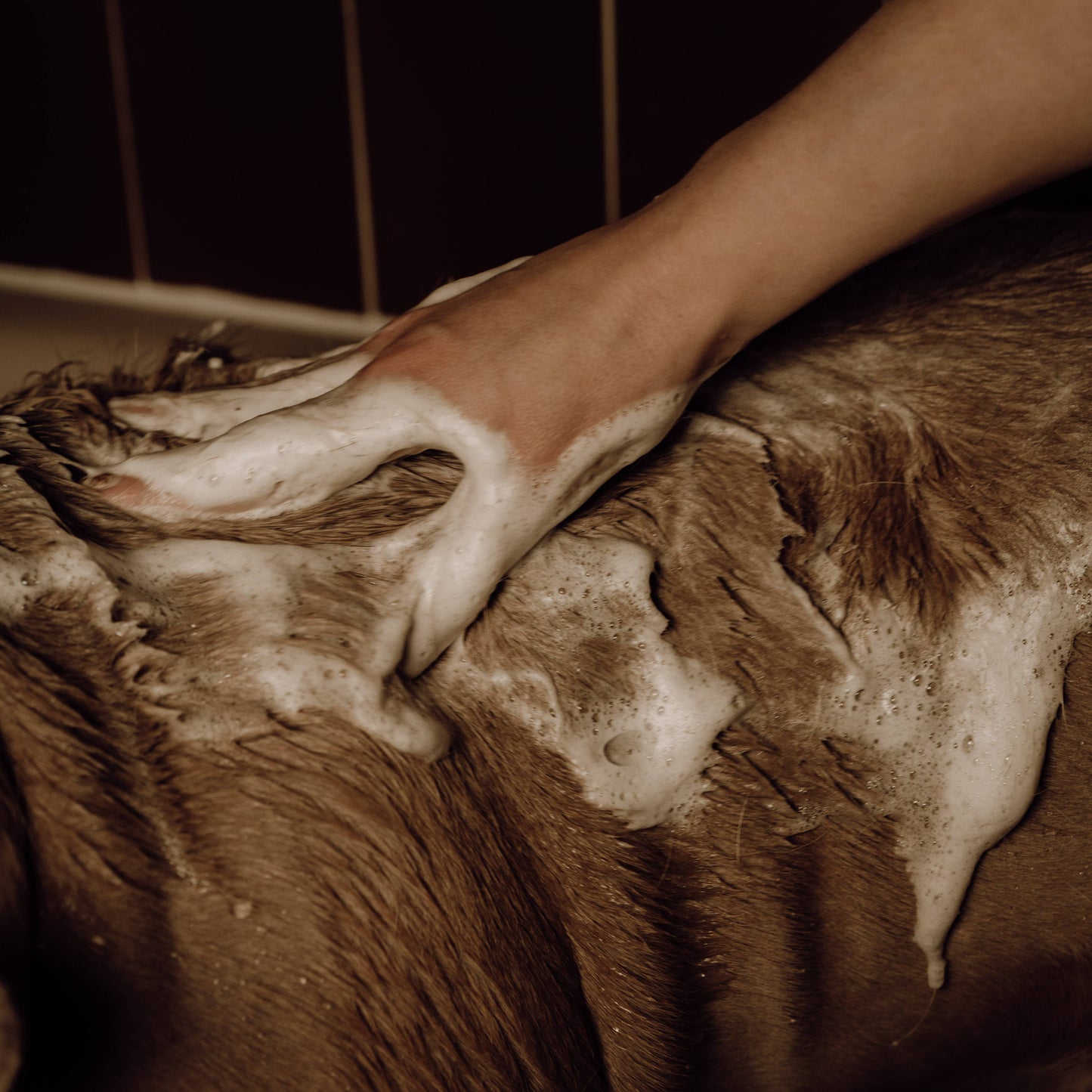 un shampoing de toilettage pour chien