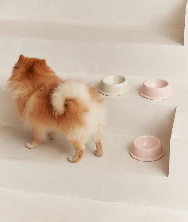 pour la nouritture du chien
