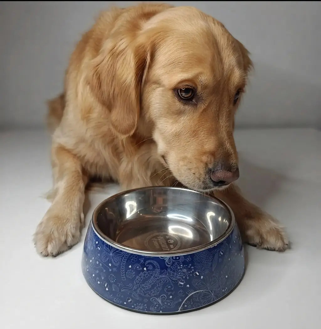 Gamelles pour chien